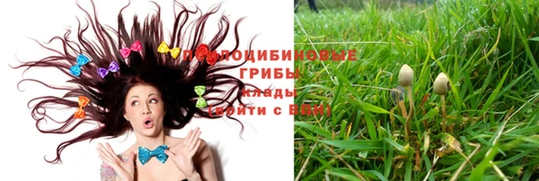 сатива Нефтекумск